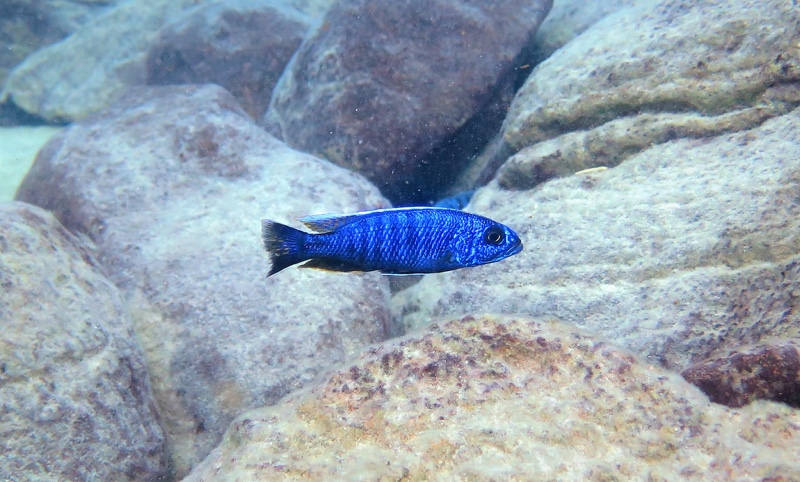 Sciaenochromis fryeri 'Likoma Island'